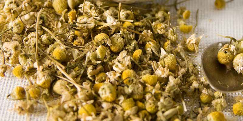 Fleurs sechees de Camomille