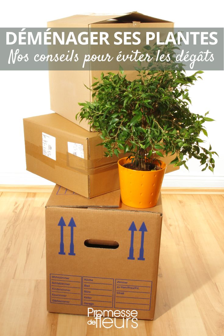 déménagements et plantes