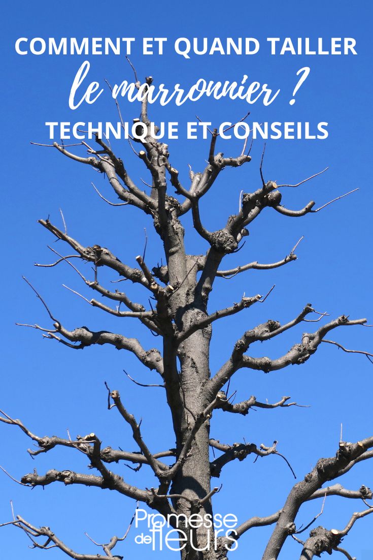 taille et coupe du marronnier