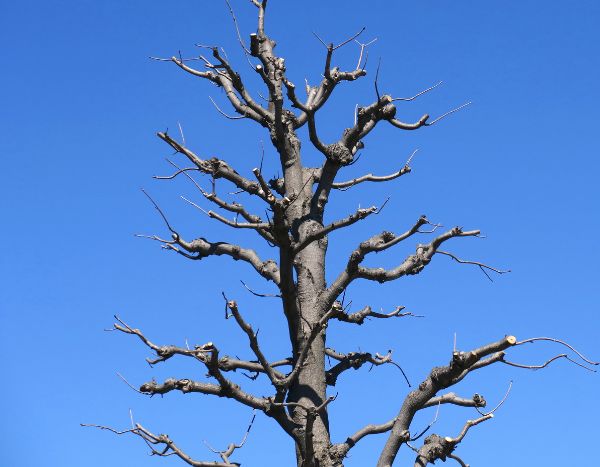 Comment et quand tailler un marronnier ?