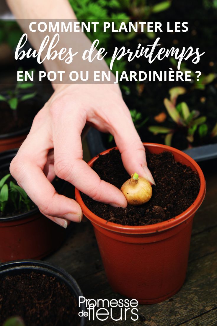 planter des bulbes
