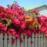 Comment planter une grimpante au jardin ?