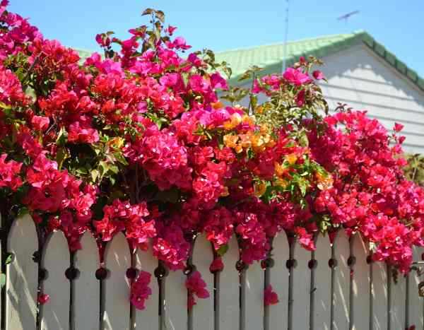 Comment planter une grimpante au jardin ?