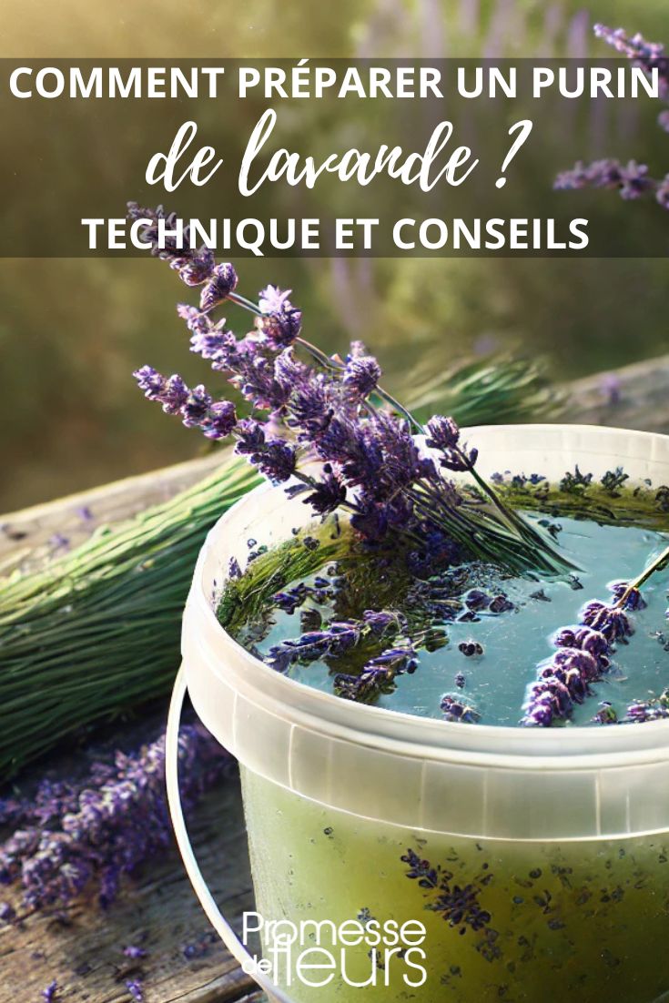 faire du purin de lavande