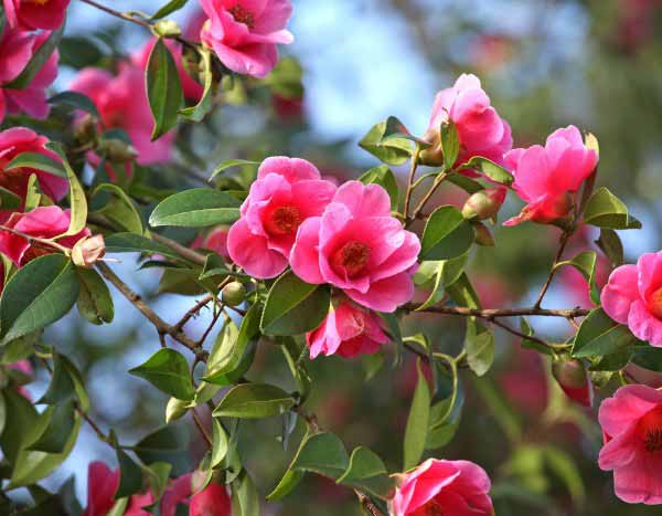 Comment rajeunir un camélia : techniques et conseils