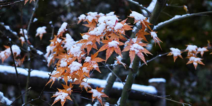 Erable du Japon en hiver