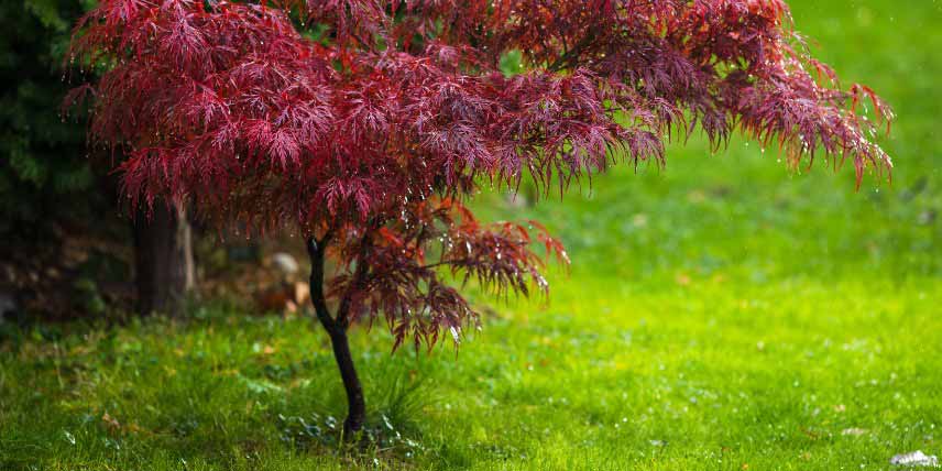 Erable du Japon planté en pleine terre