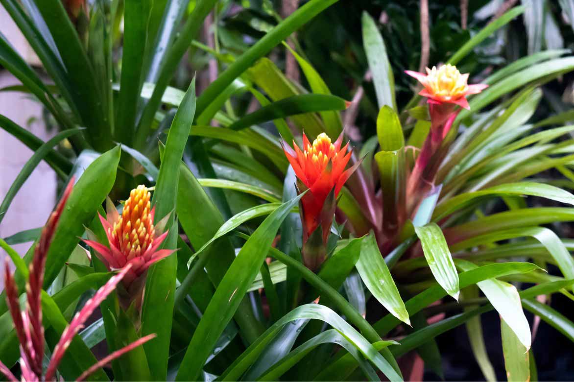 Cultiver le Guzmania lingulata
