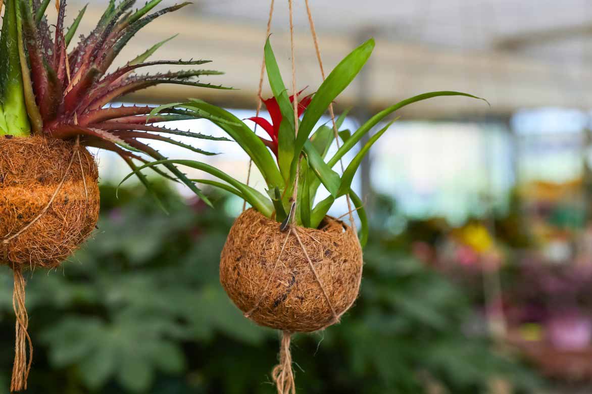 Guzmania cultivé en suspension