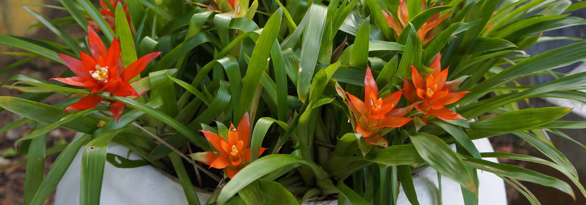 Guzmania : entretien, plantation et conseils