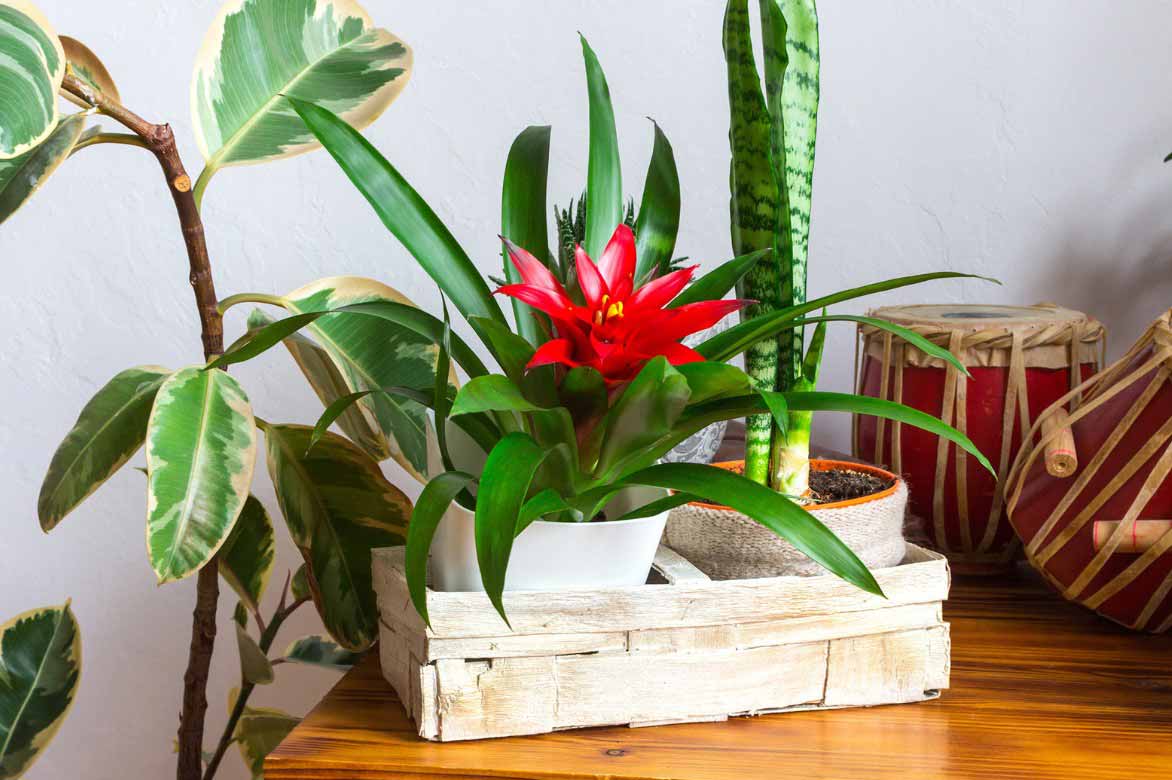 Comment cultiver le Guzmania, une plante d'intérieur au style exotique