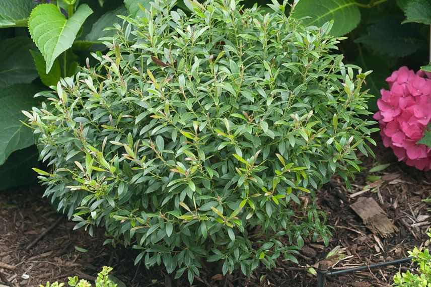 petit buisson de houx