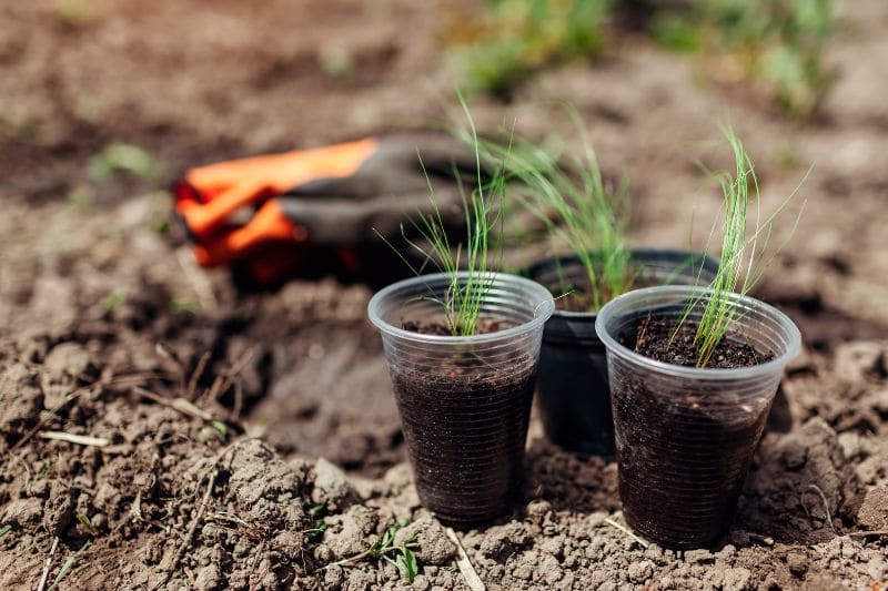 semer des graminées