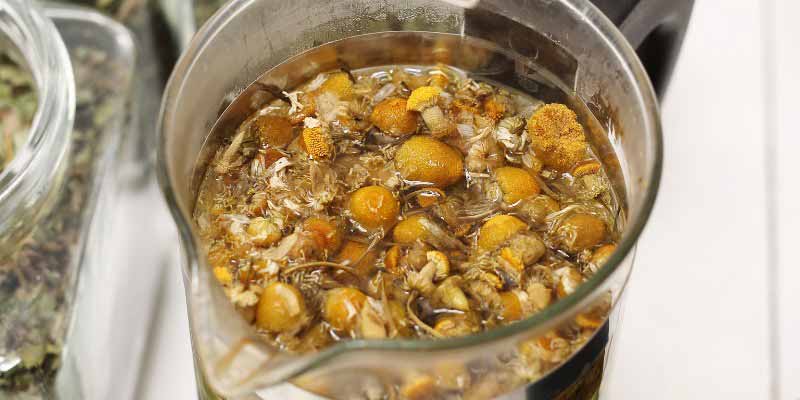 Maceration fleurs de camomille