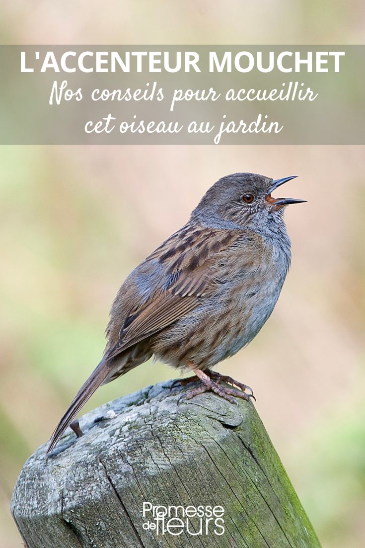 accueillir L'Accenteur mouchet au jardin