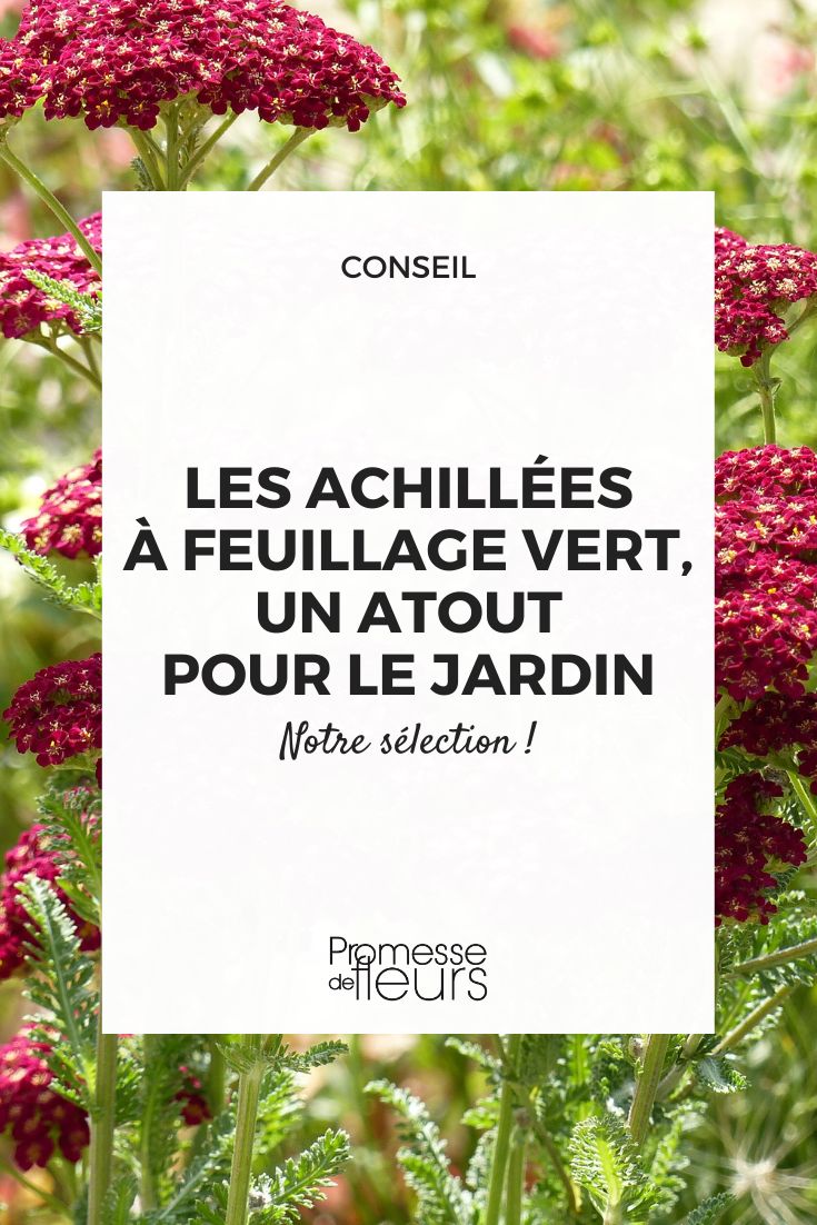 Achillea-millefolium-Red-Velvet