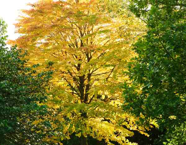 Comment multiplier l'Arbre à caramel ?