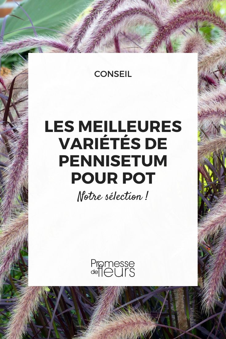 Pennisetum