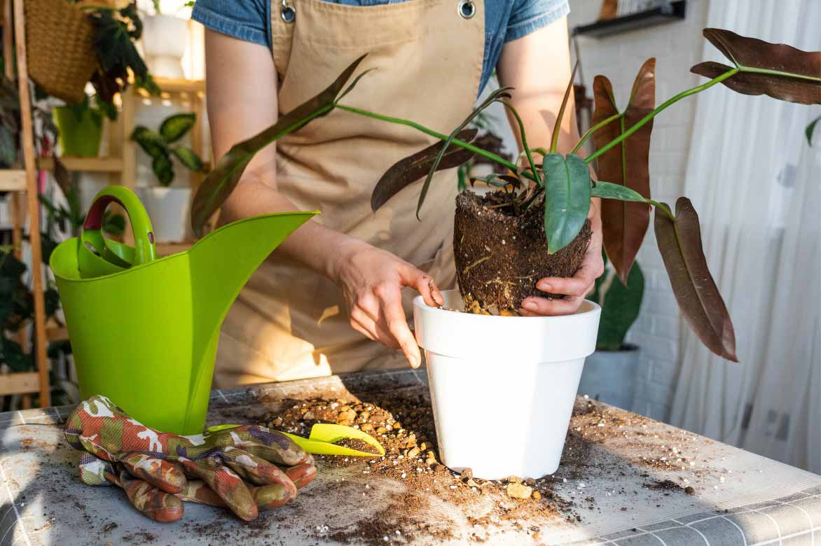 Comment planter le Philodendron