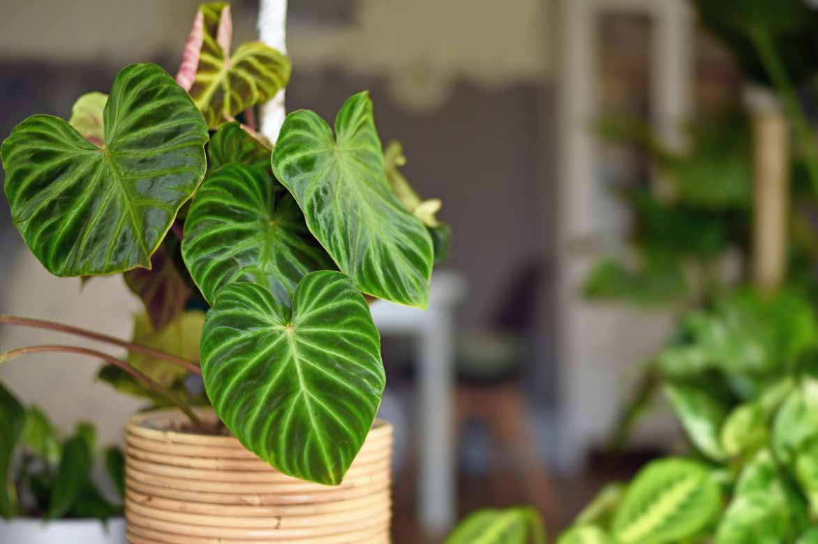 Le feuillage du Philodendron verrucosum