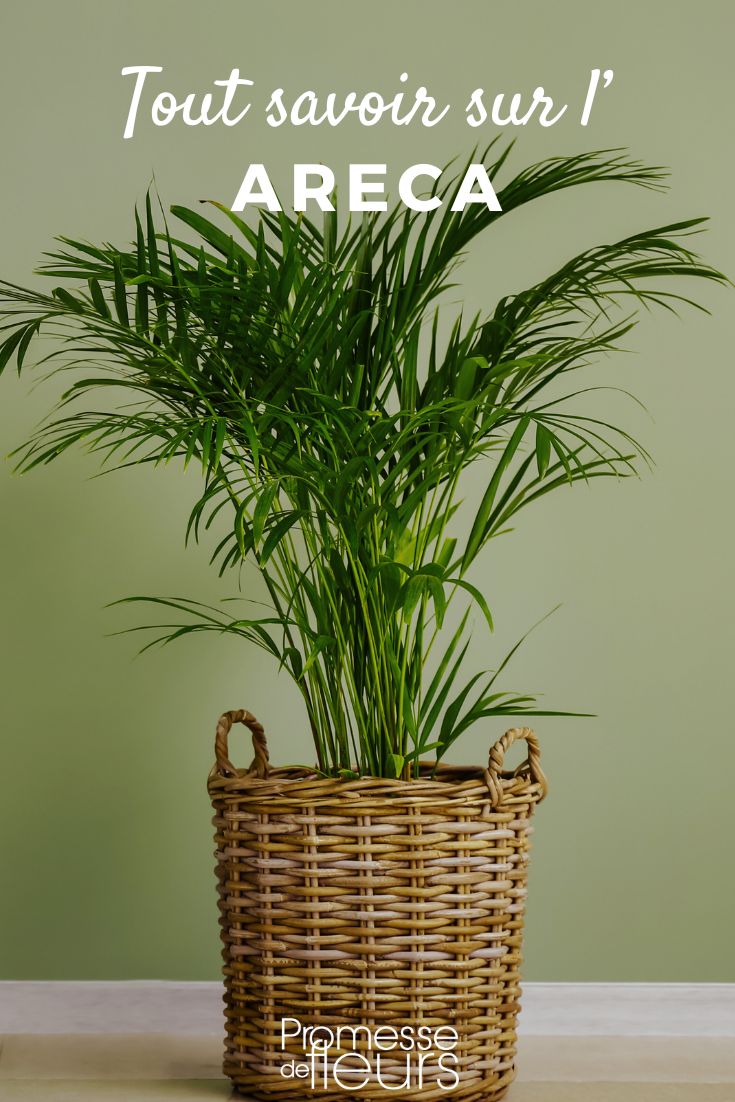 Areca : culture, plantation et entretien du palmier d’intérieur