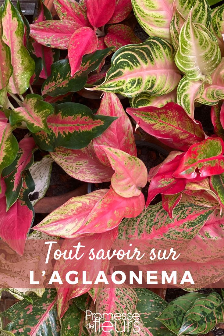 plants Aglaonema