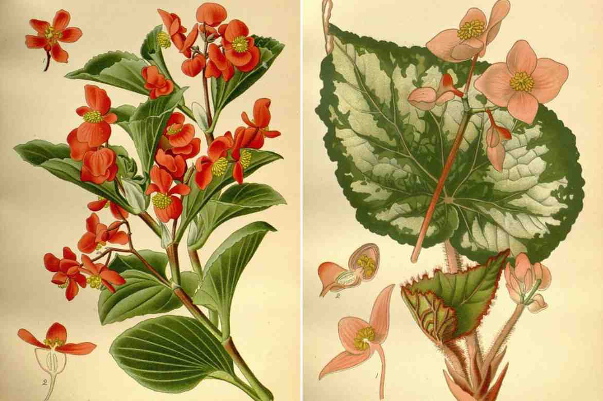 begonias d interieur