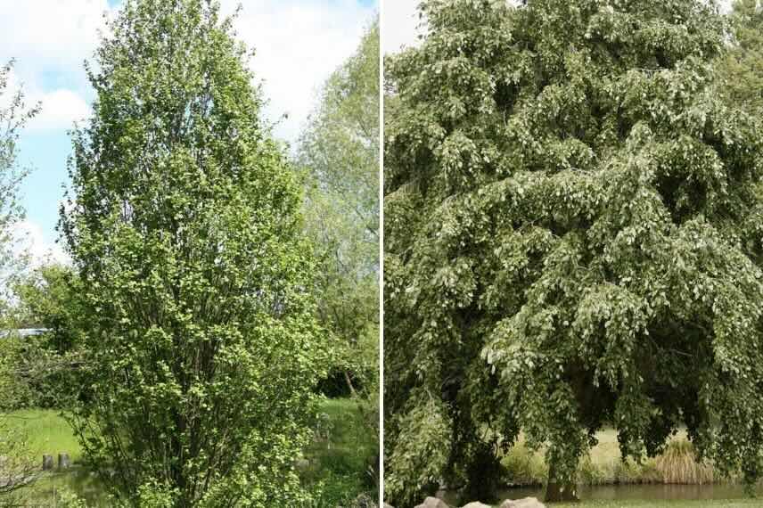 deux aulnes au port différent