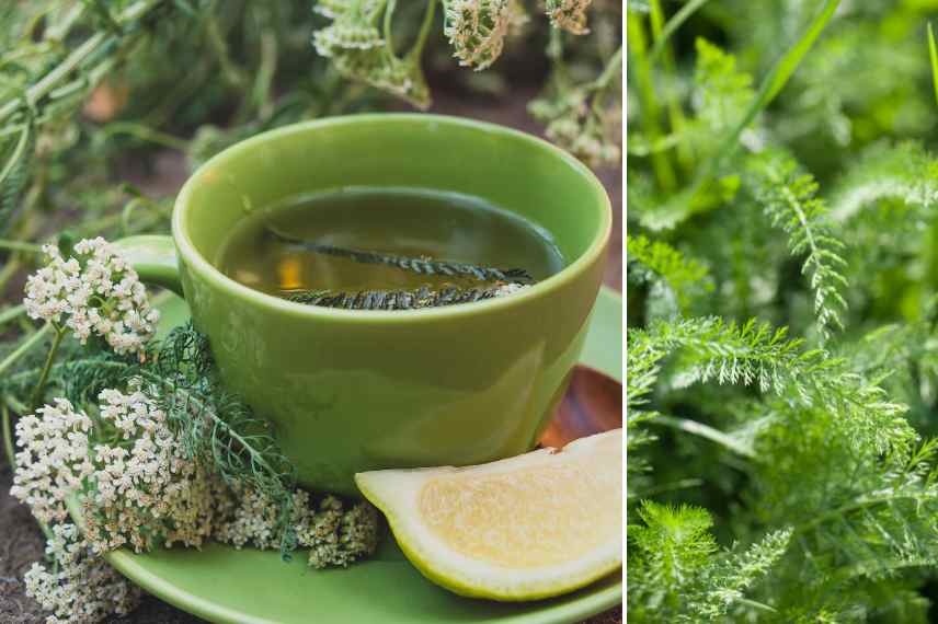 achillees usage jardin sante