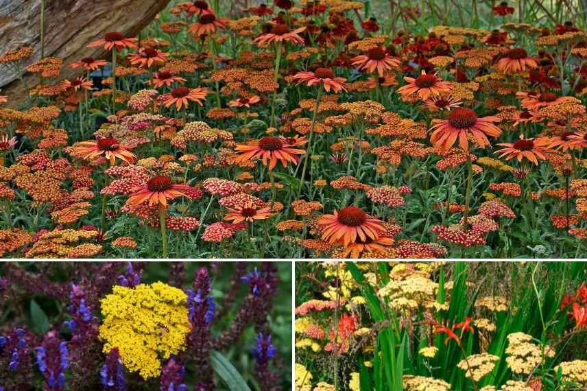 achillee jardin anglais mixed border