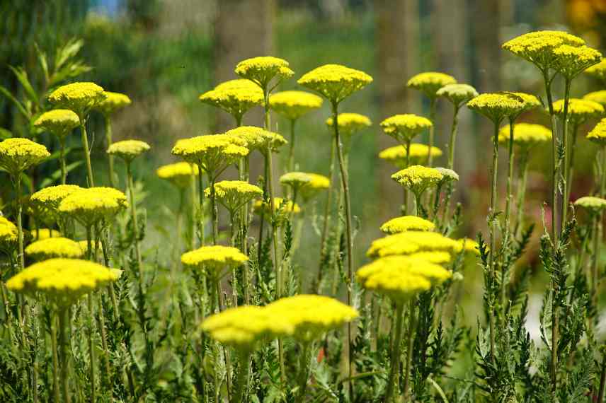 achillea millefolium jaune