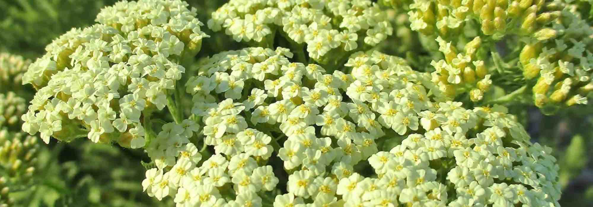 Nos achillées persistantes pour un beau jardin toute l’année
