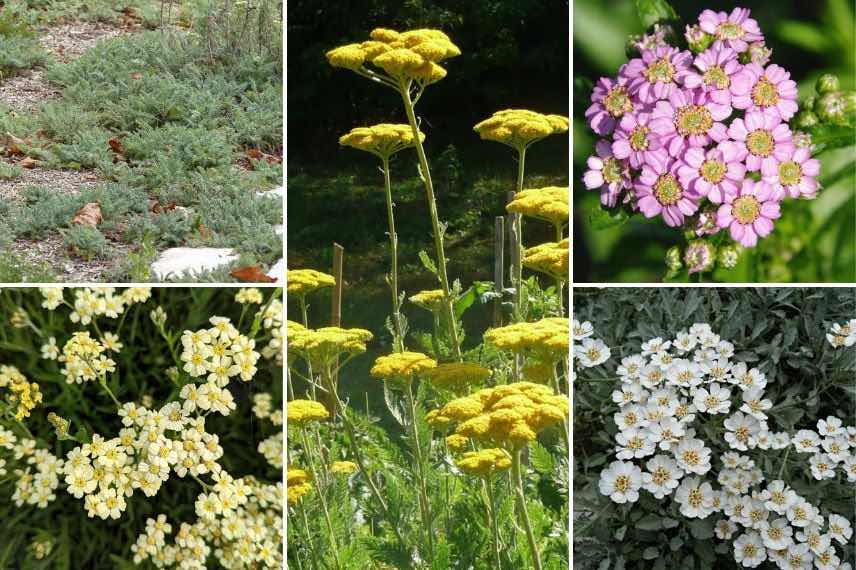 plusieurs achillées persistantes