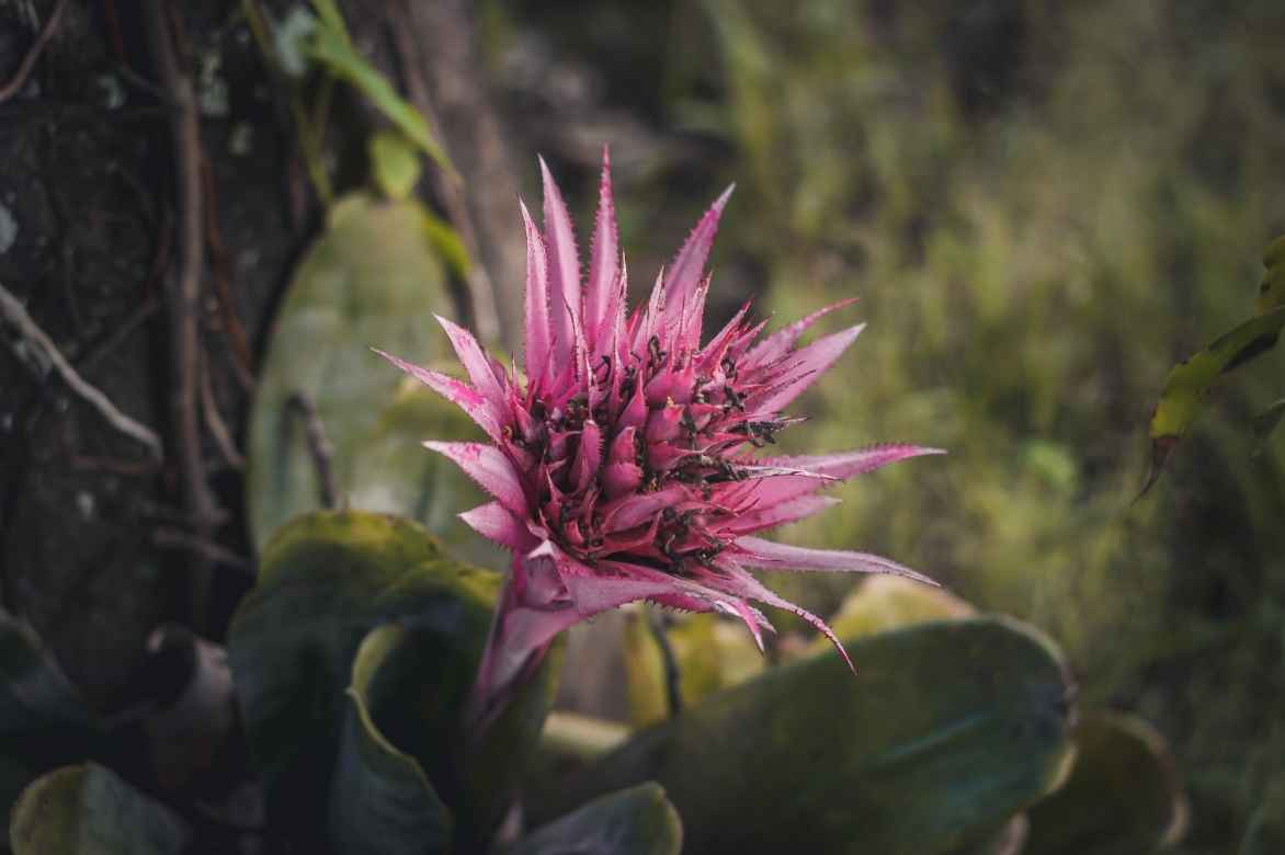 aechmea plante d'intérieur