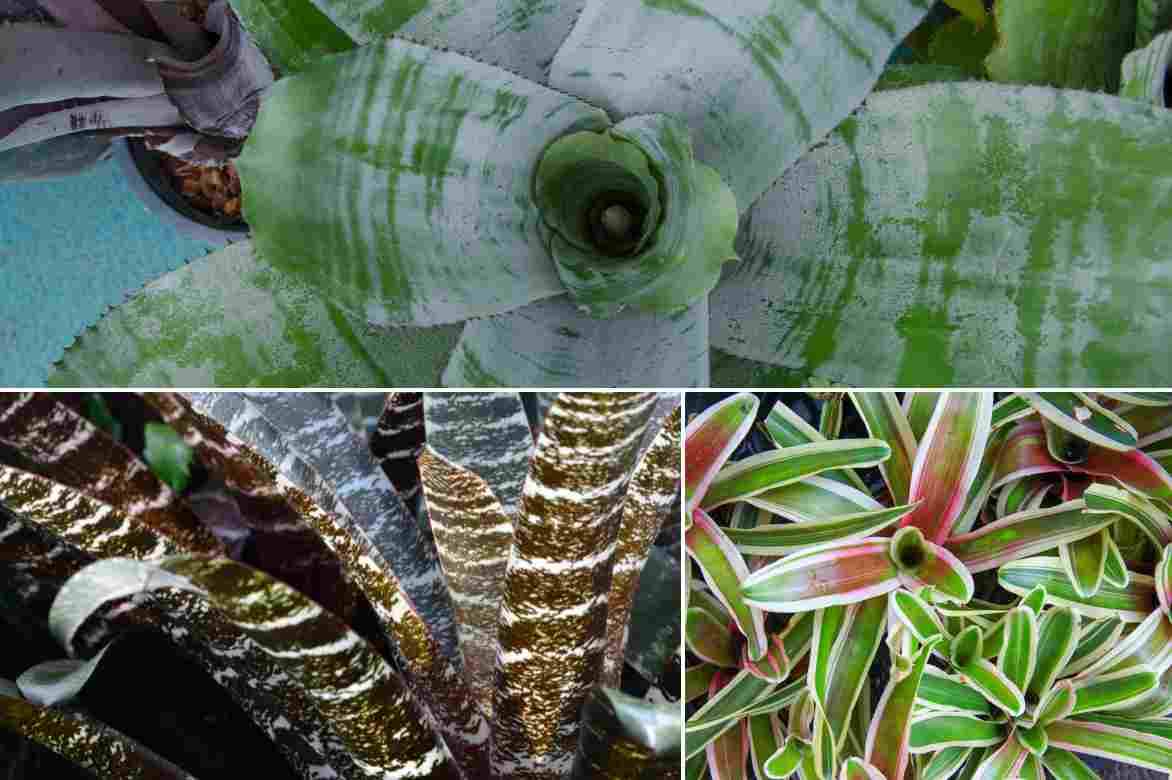 aechmea plantation