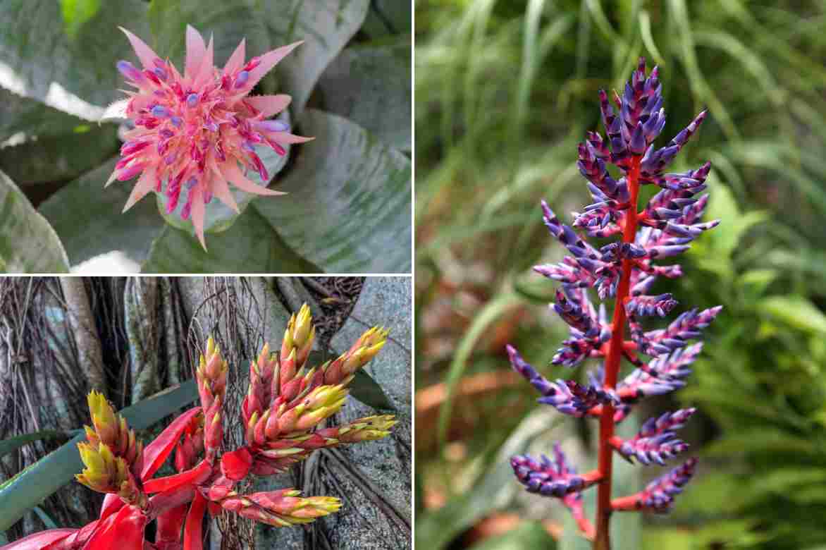 aechmea floraison 