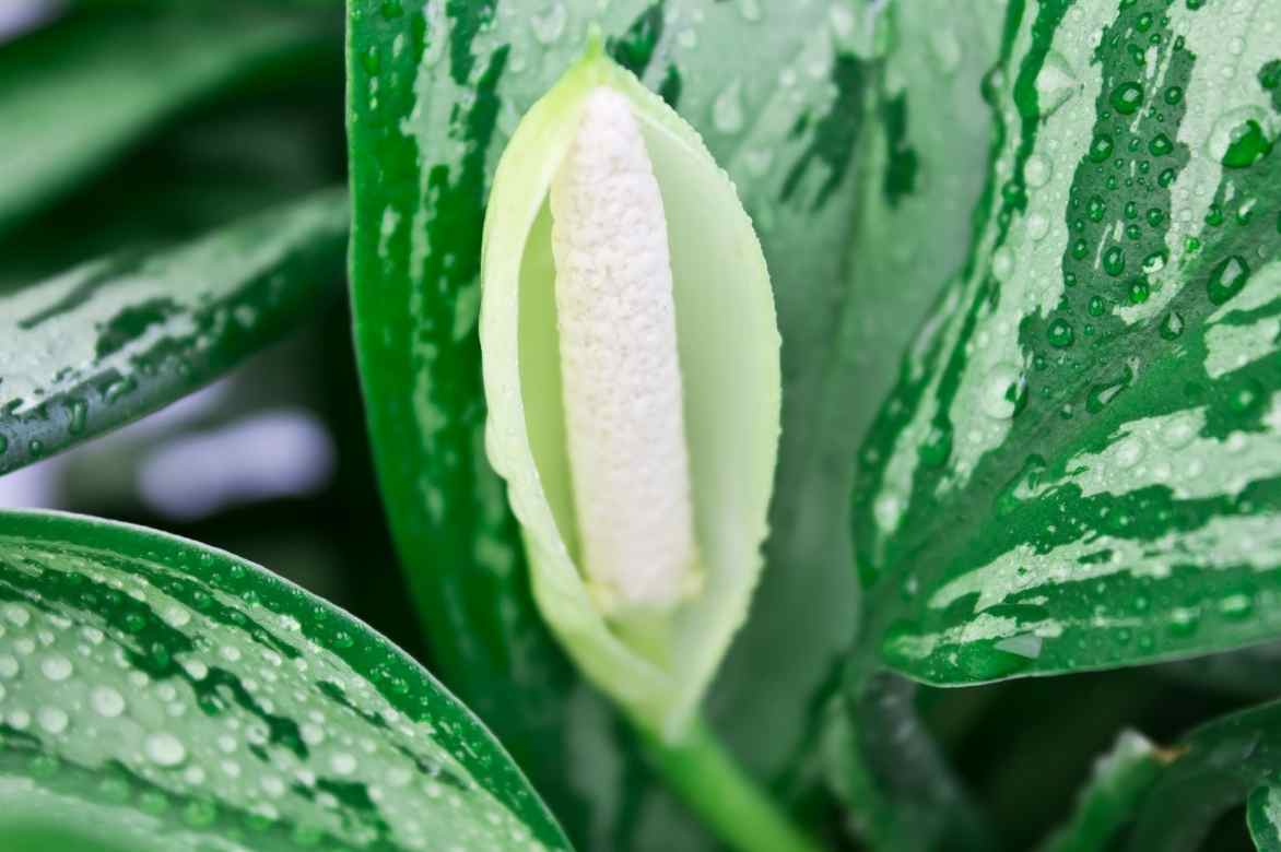 aglaonema fleur