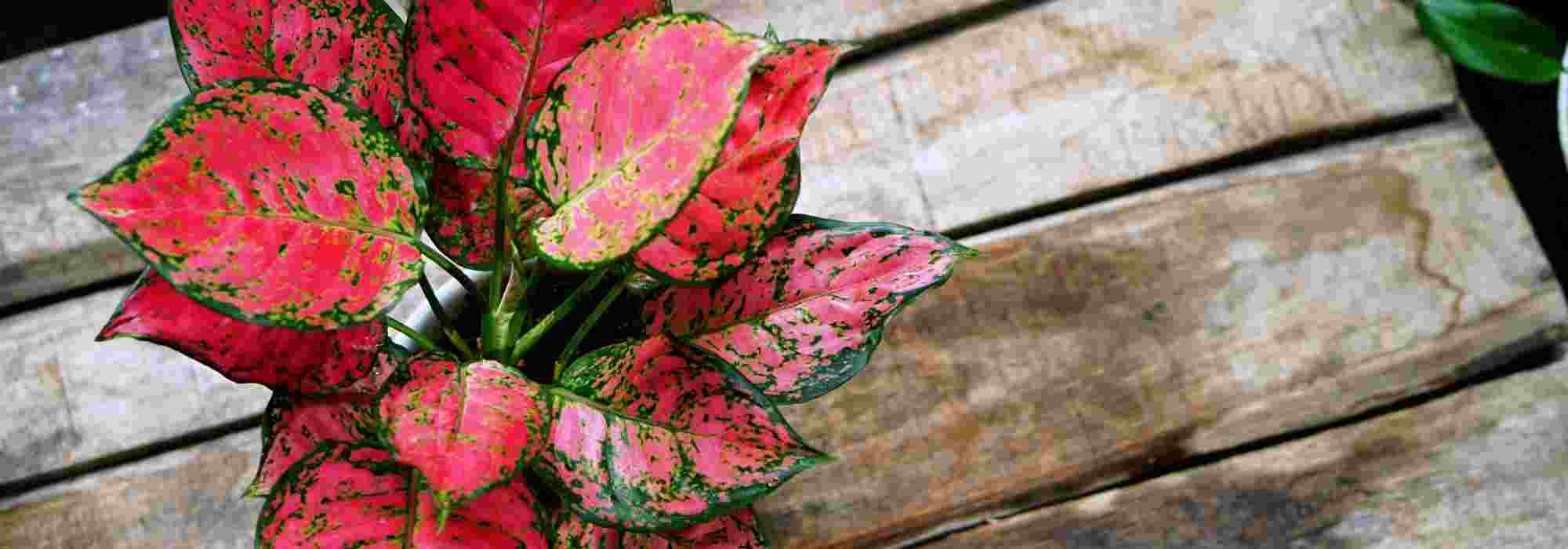 Aglaonema : plantation, culture et entretien