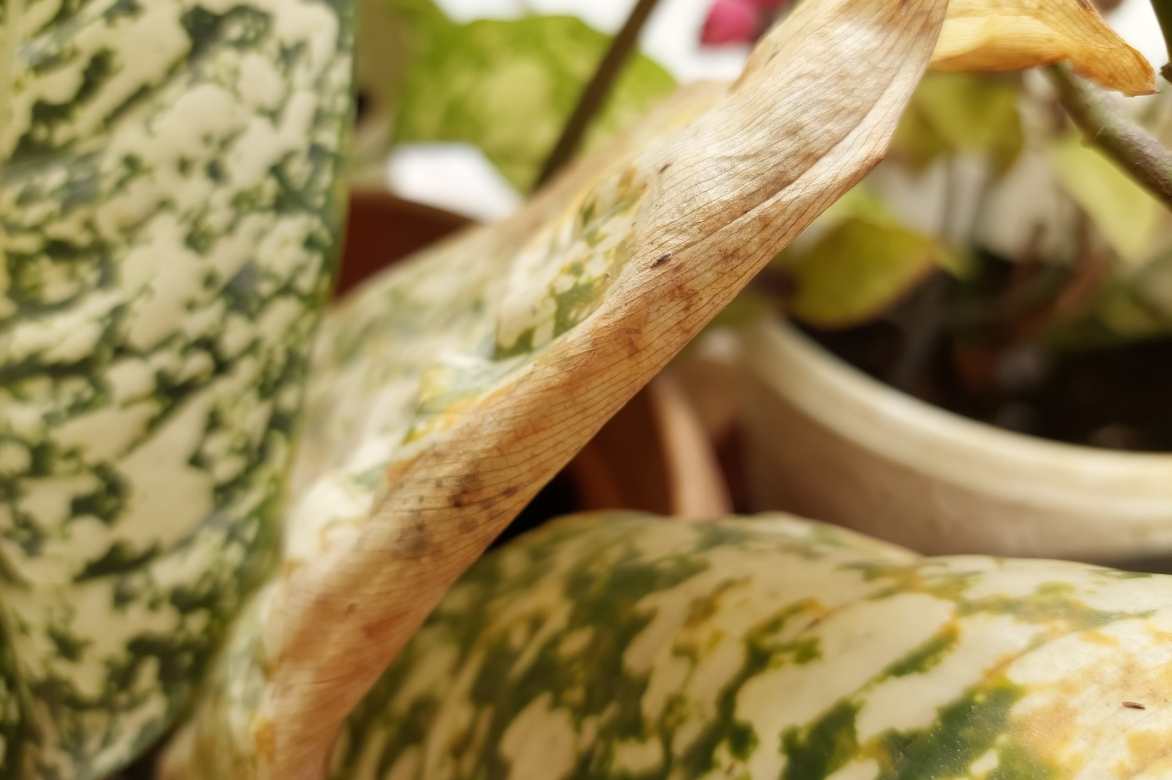 aglaonema maladies