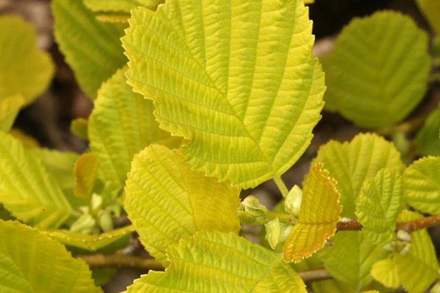 feuillage jaune d'Aulne Aurea