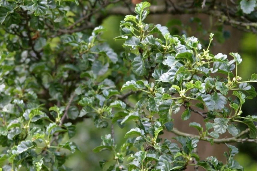 feuillage d'Alnus glutinosa 'Incisa'