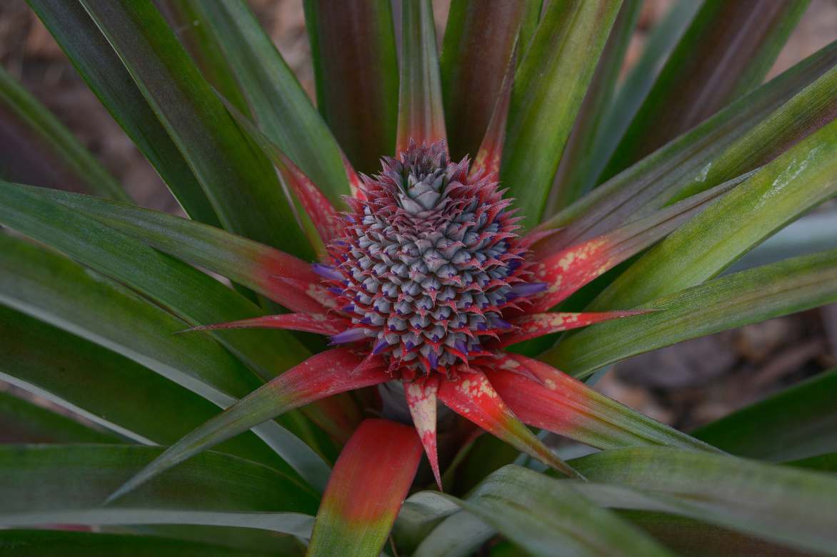plante ananas fleur