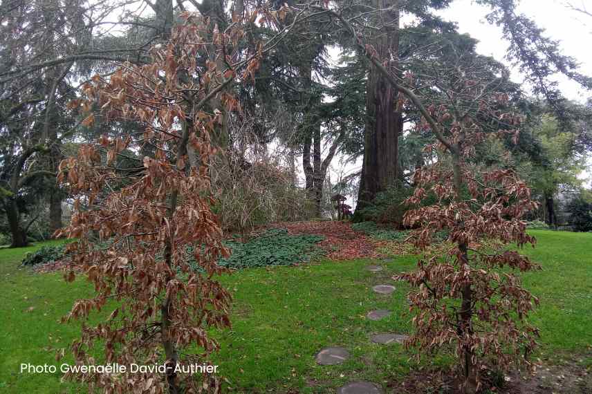 utilisations amenagement paysager marcescent