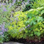 7 belles idées pour associer les vivaces à fleurs vertes