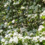 Nos aubépines à fleurs blanches incontournables pour le jardin