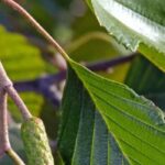 Comment choisir un aulne : trouver l’arbre idéal pour votre jardin