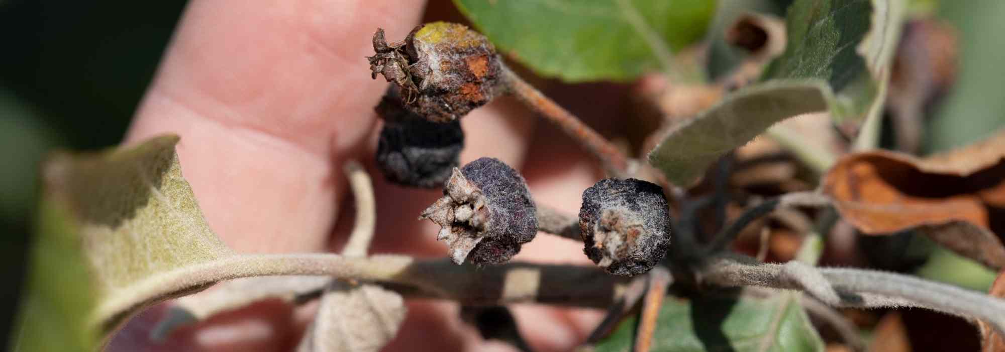 Les bactérioses des plantes : comment les traiter et les éviter ?