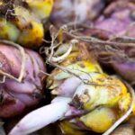Les 7 bulbes de printemps à fleurs pourpres à adopter au jardin