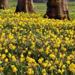 10 incontournables bulbes de printemps à fleurs jaunes