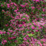 Bien choisir son aubépine pour le jardin